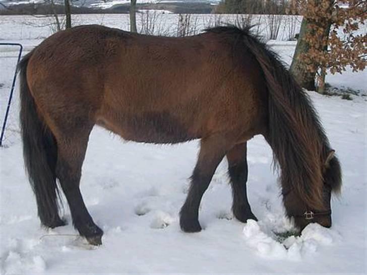 Islænder Hrina fra Udklit - Første vinter, smukke hest<3. Foto: Mig. (MÅ IKKE KOPIERES) billede 18