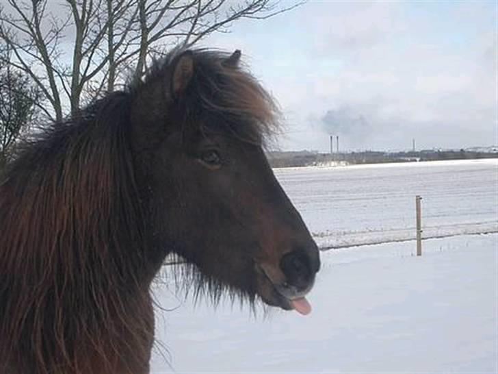 Islænder Hrina fra Udklit - Elsker dette billede<3. Foto: Mig.  (MÅ IKKE KOPIERES) billede 19