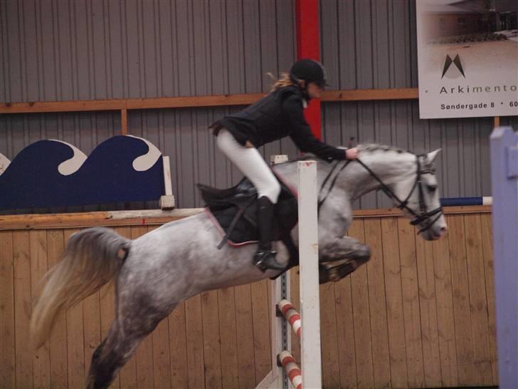 Anden særlig race Kirks Monty !SOLGT! - se hvor smuk han er :) <3 billede 10