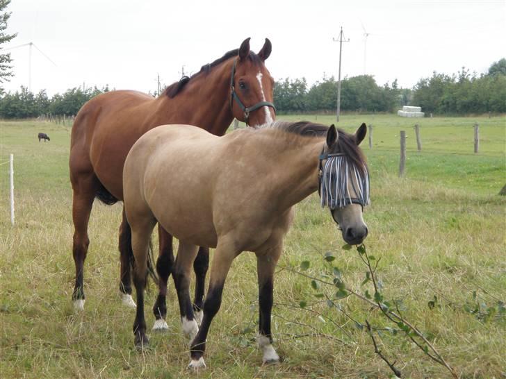 Anden særlig race Chanel *Solgt* billede 17