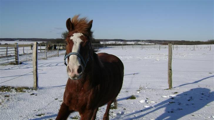 Anden særlig race Rosita<3 (møffe) - Fuld fart freeem.. billede 17