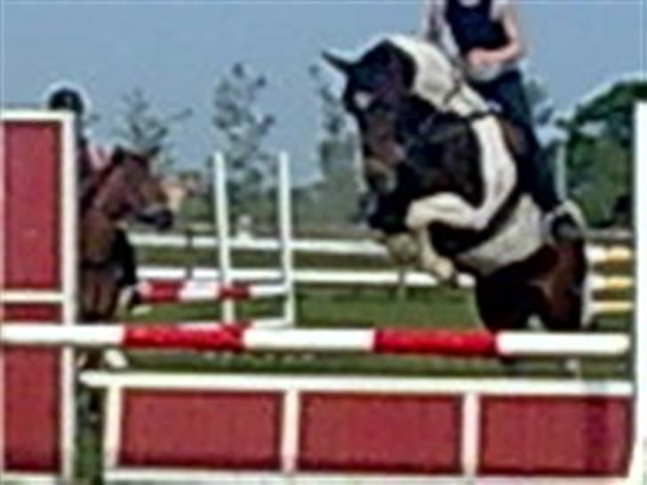 Anden særlig race *Plet*  - vi springer billede 2