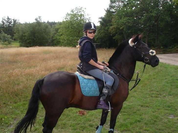 Anden særlig race Avantih <33 - Marbæk billede 2