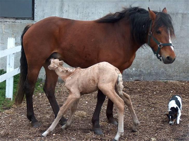 Connemara Beck's Limelight - Bamse og sin mor billede 6