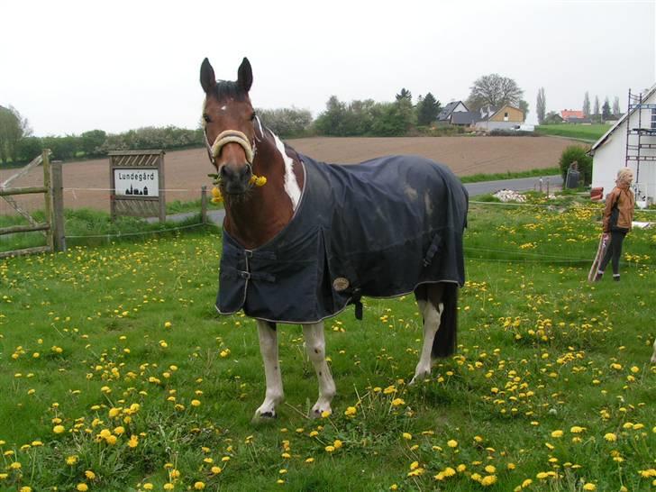 Pinto Fleur billede 5