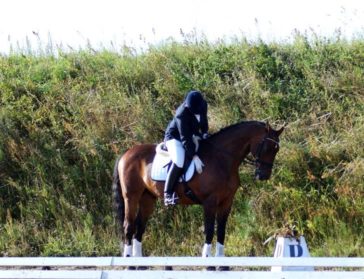 Dansk Varmblod Pascal  - Vestbirk 23/8, Farmland Cup 2 plads <3 Venter på dommeren :p billede 5