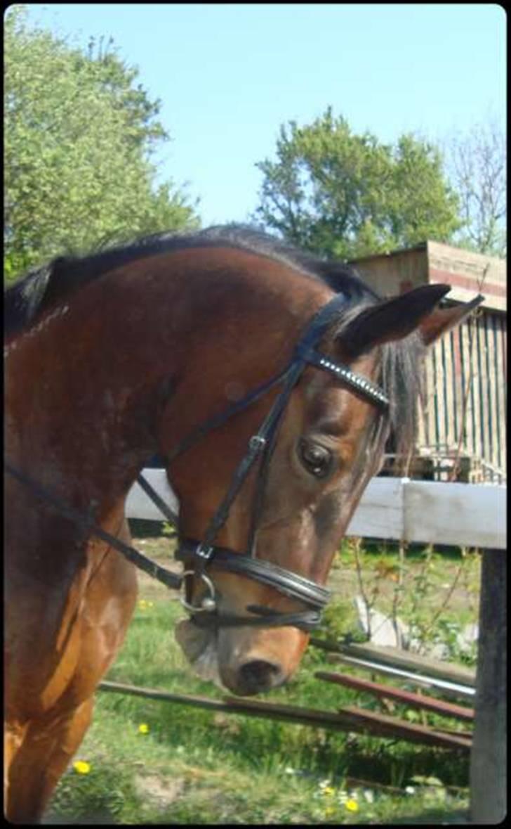 Traver **-<3Elli Star<3-** Ejer! - Velkommen til Elli * Star´s profil :-) Nr. 1 billede 1