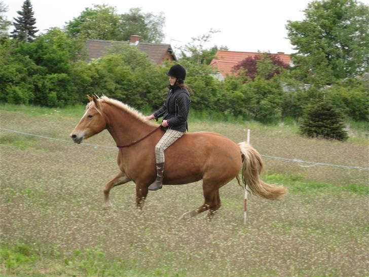 Anden særlig race Cha-Cha - Galop i cordeo :) Du er så dygtig hest! og jeg ser lidt mørkelig ud, var lige vågnet ;) D. 16/5 2009 billede 13