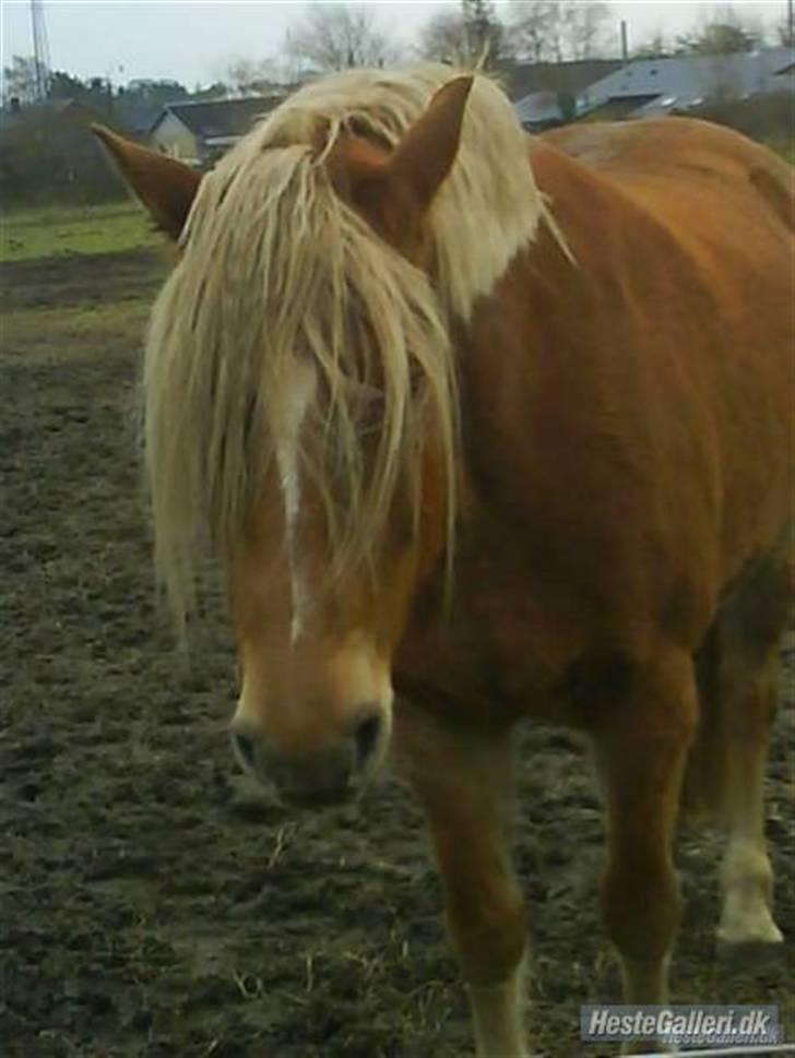 Anden særlig race Cha-Cha - Så sødt billede. Kvaliteten er bare dårlig :/  Fotograf: Mig billede 4