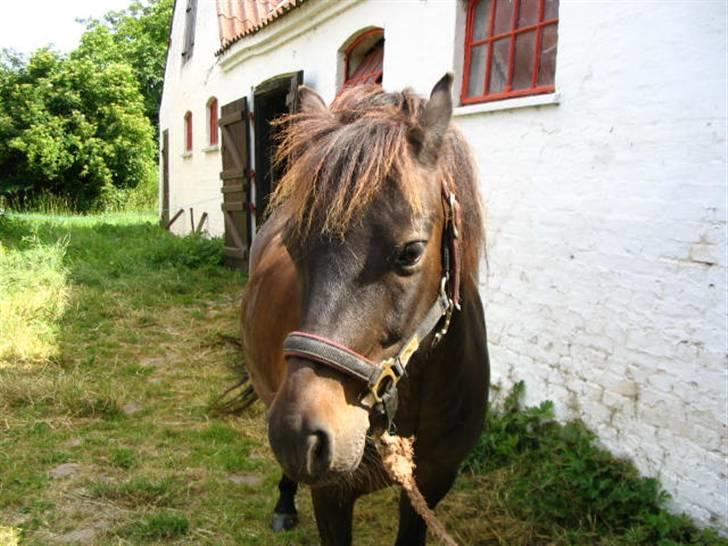 Anden særlig race Lurifax<3 solgt:( billede 7