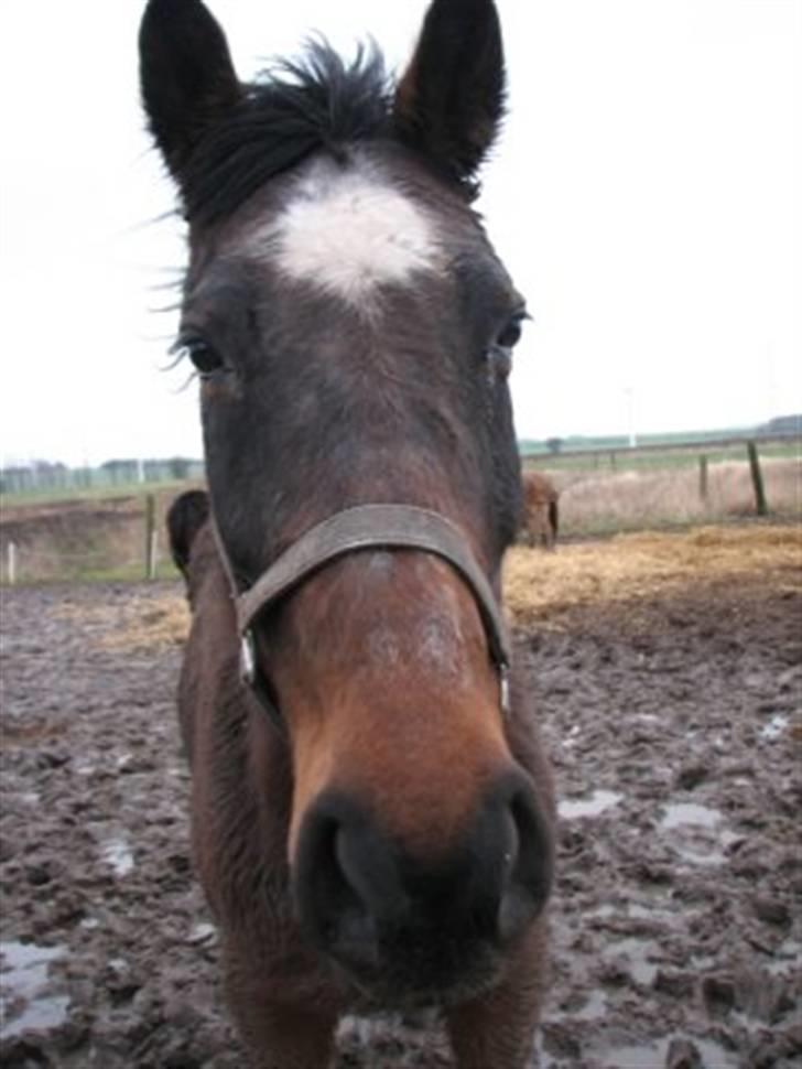 Dansk Varmblod †Petite D'amour† - Petite D´amour. Dagen før hun blev aflivet. billede 6