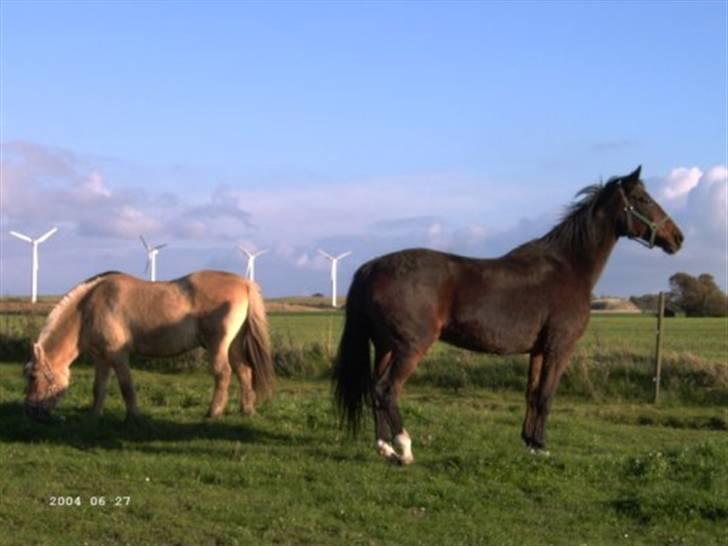 Dansk Varmblod †Petite D'amour† - Bellmann og Petite D´amour billede 8