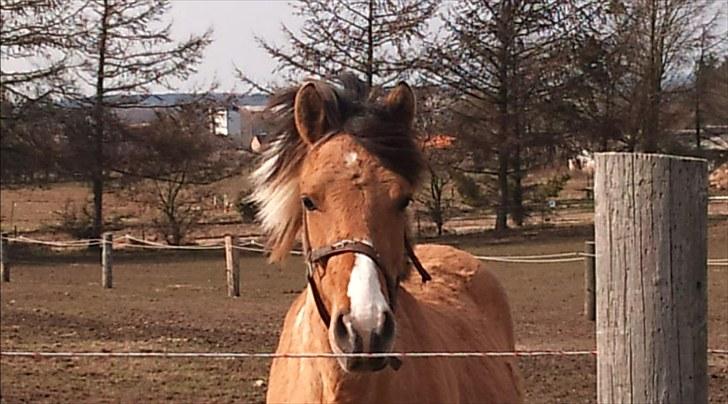 Anden særlig race Charming - Du så smuk!:D billede 11