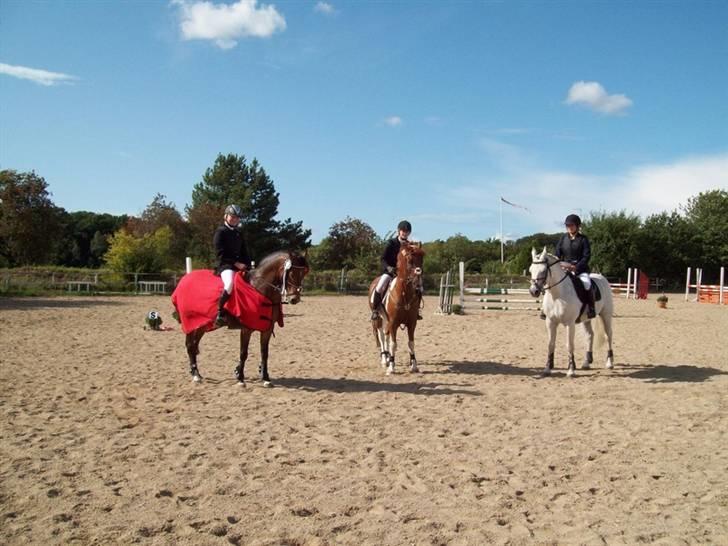 Irsk Sportspony Clover Island - 20) Præmieoverækkelse til Øresunds cuppen:) VINDER<333 FOTO: Maarum Rideklub billede 20