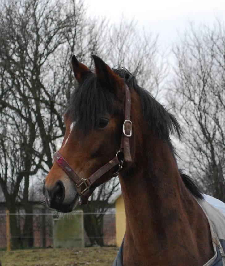 Anden særlig race Lotte<3 - foto: Louise Nielsen <3 billede 11