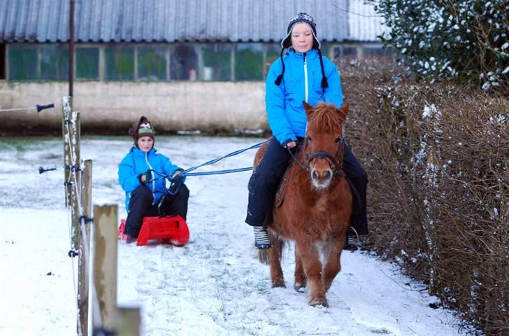 Shetlænder Nanny Bomlund - "Her rider Mille på mig =) Maja sidder køre bag ved på kælken =) billede 10
