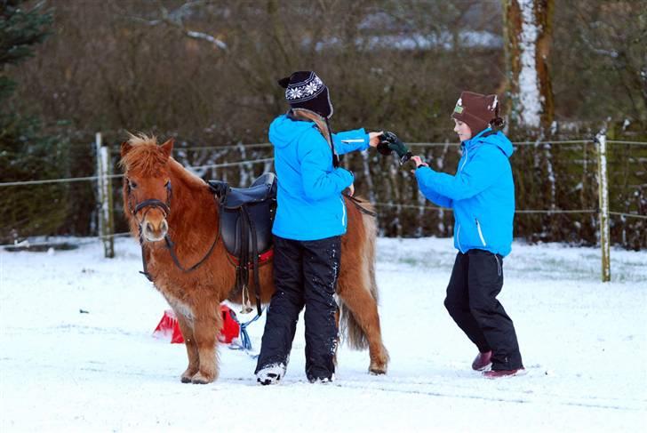 Shetlænder Nanny Bomlund - " Jeg venter på at Maja og Mille bliver færdige med at bytte vanter " billede 11