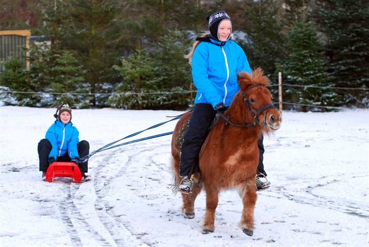 Shetlænder Nanny Bomlund - Denne gang i trav :D billede 12
