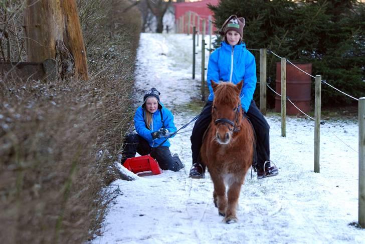 Shetlænder Nanny Bomlund - Her rider jeg (Maja) på Nanny. Mille er ved at køre ind i hækken =D billede 13