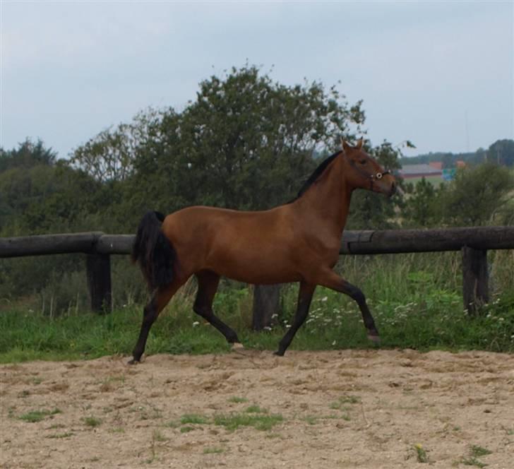 Pura Raza Española Evita Edoras - Fra D 14-sep-2008 billede 14