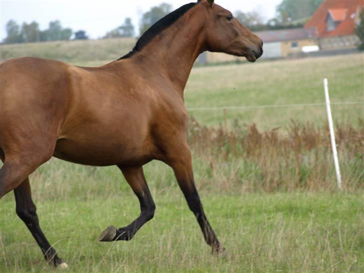 Pura Raza Española Evita Edoras - Fra D 14-sep-2008 billede 15