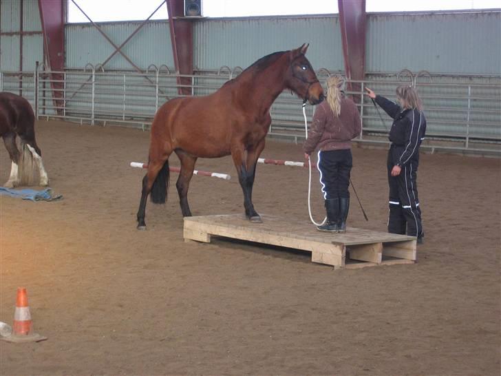 Pura Raza Española Evita Edoras - Fra D 8-Februar-2009 Ute Lehmann kursus :) billede 16