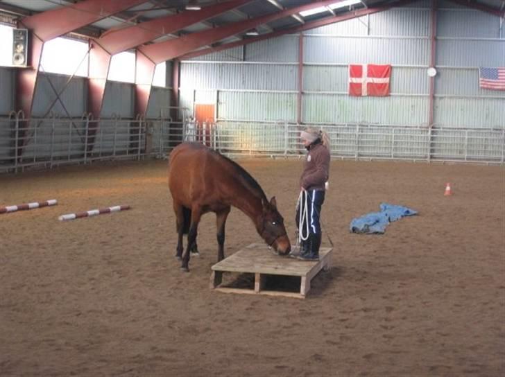 Pura Raza Española Evita Edoras - Fra D 8-Februar-2009 Ute Lehmann kursus :) billede 17