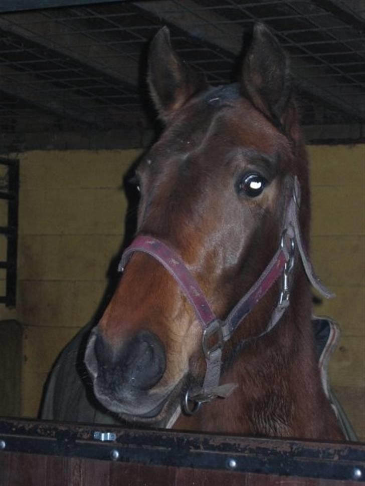 Pura Raza Española Evita Edoras - Fra D 8-Februar-2009 Ute Lehmann kursus :) billede 18