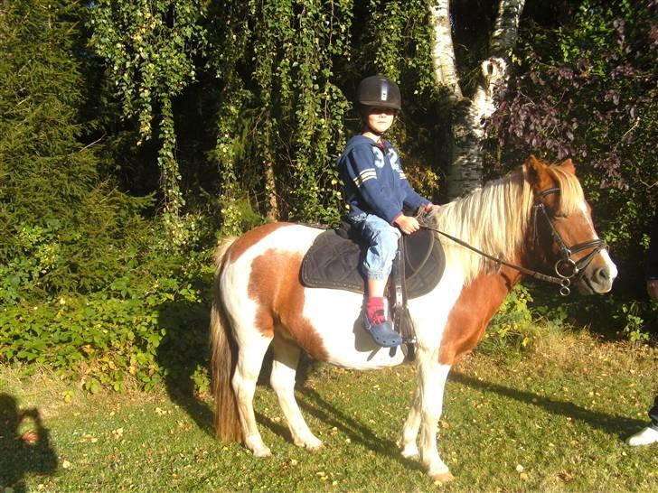 Anden særlig race Mille - min lillebror victor rider på mille billede 14