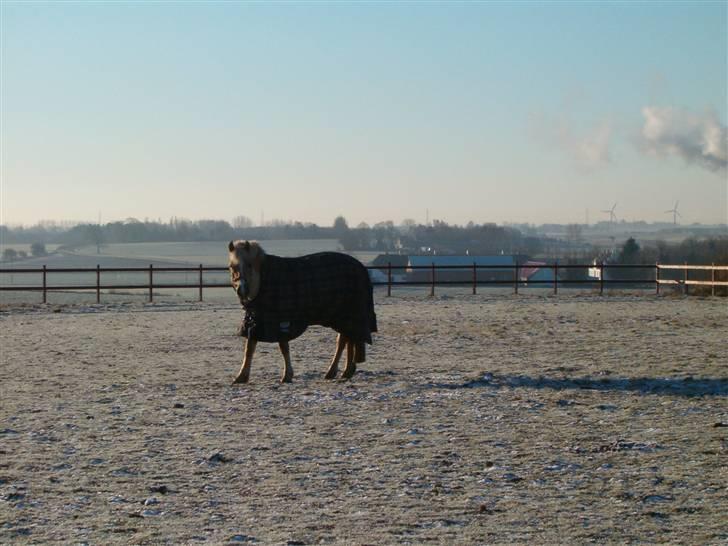 Anden særlig race Duchesse - NYT!! Duchesse på folden :D Taget den 13/2 - 09 billede 10
