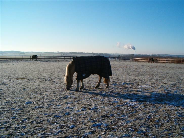 Anden særlig race Duchesse - NYT!! Duchesse på folden :D Taget den 13/2 - 09 billede 11