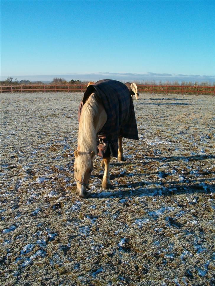 Anden særlig race Duchesse - NYT!! Duchesse på folden :D Taget den 13/2 - 09 billede 12