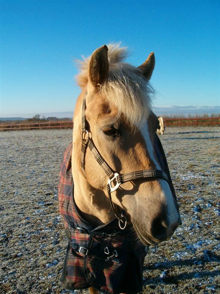 Anden særlig race Duchesse - Smukke pony <3 Taget den 13/2 - 09 billede 13