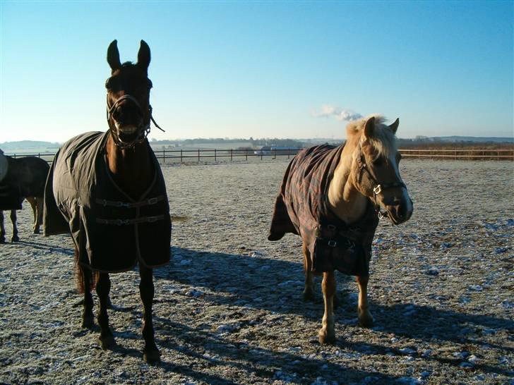Anden særlig race Duchesse - Elsker det her billede!! Duchesse og Safir på folden :D Taget den 13/2 - 09 billede 14