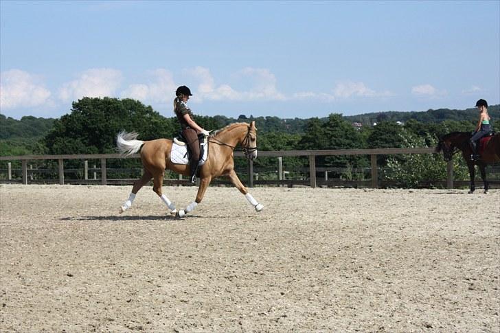 Palomino Golden Casanova (Himmelhest) - Fordi min pony kan øge lidt bedre end de fleste :D billede 20