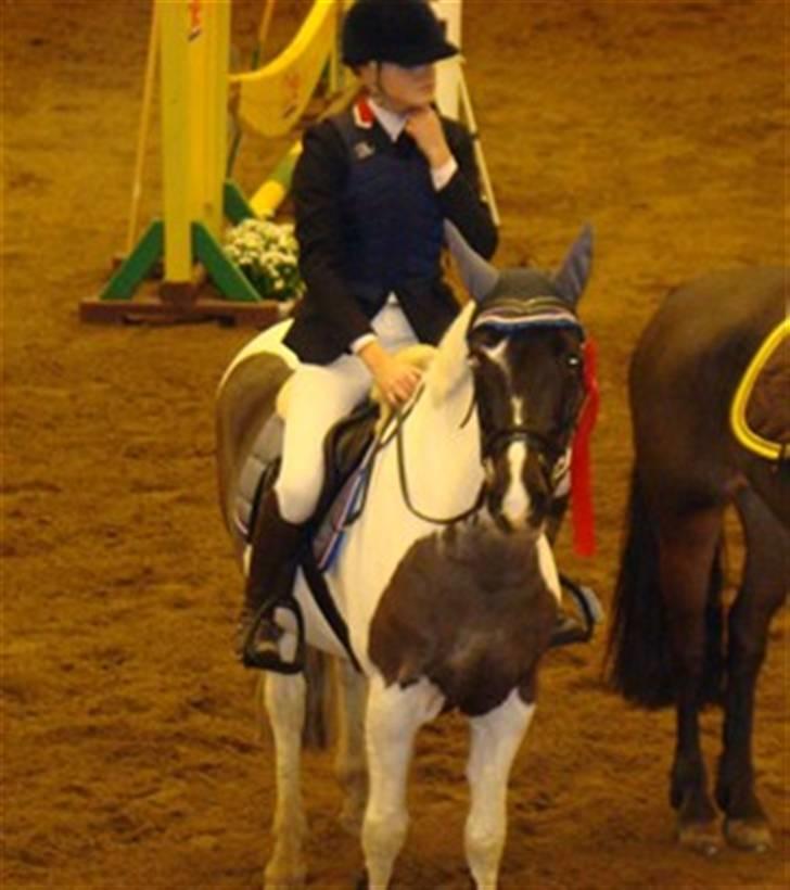 Pinto Kiowa 006 - i helsingborg sverige mb. fik en pokal for stævnets mest vidende og bedste kat. 1 :o) ..  billede 20