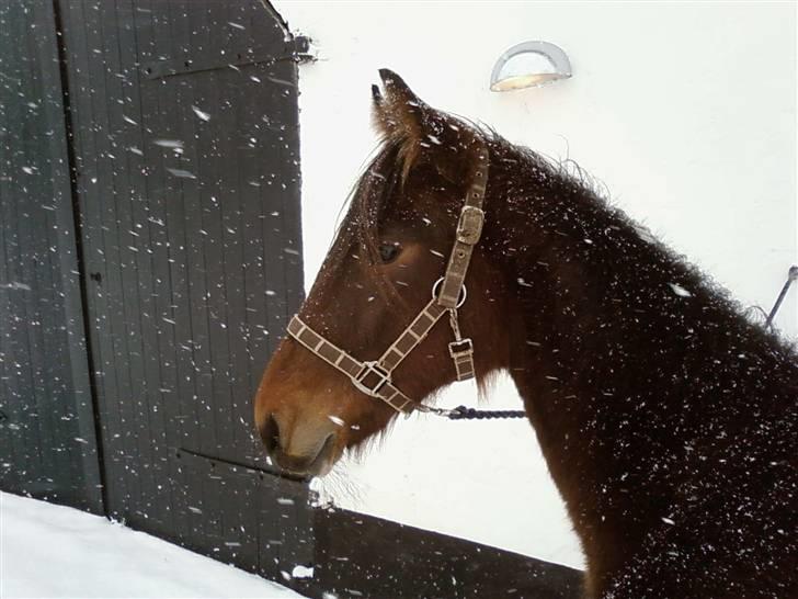 Anden særlig race Viktor billede 7