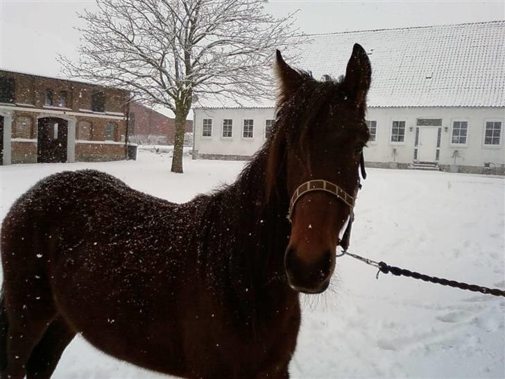 Anden særlig race Viktor billede 8