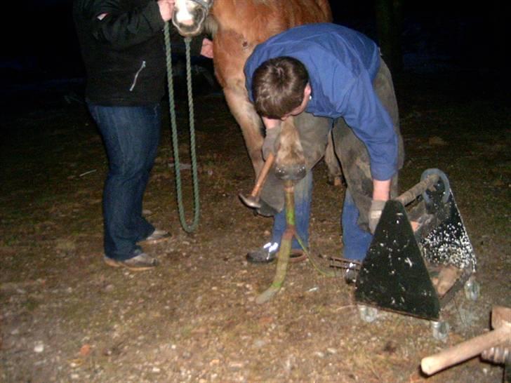 Haflinger Tembo R.I.P - Så fik Tembo forsko på :-) billede 13