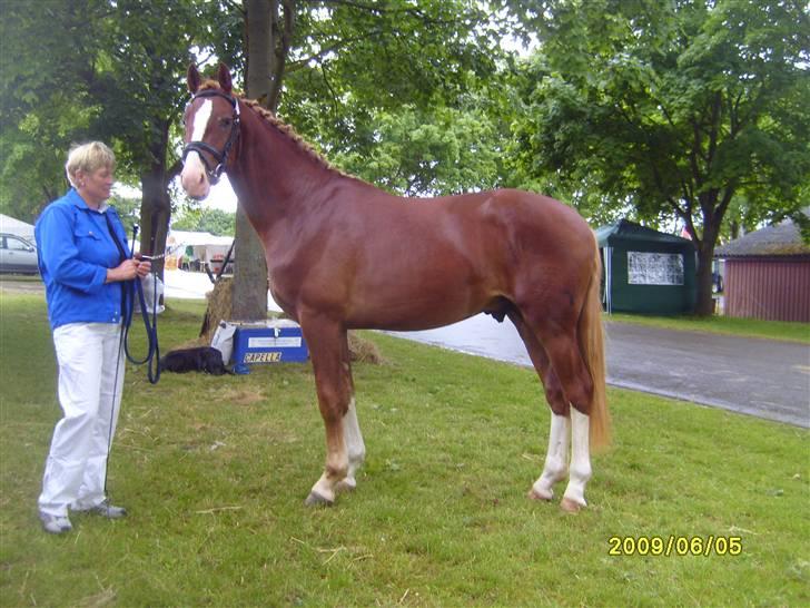 Frederiksborg Ziron brentedal - Roskilde Dyrskue som 2 års billede 2