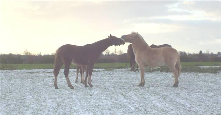 Frederiksborg Ziron brentedal - Ziron og Ecco leger. billede 3