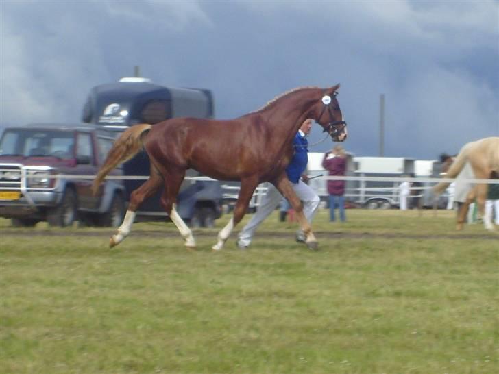 Frederiksborg Ziron brentedal - Roskilde dyrskue som 2 års. billede 5
