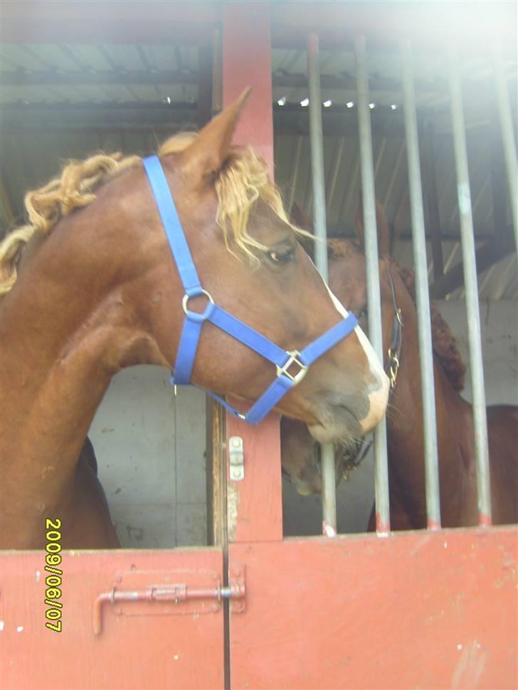 Frederiksborg Ziron brentedal billede 7