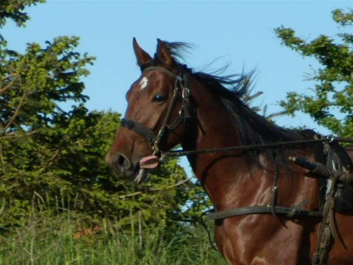 Traver - Odin Å - 12: Og derfor køres han med tungebånd xD. billede 12