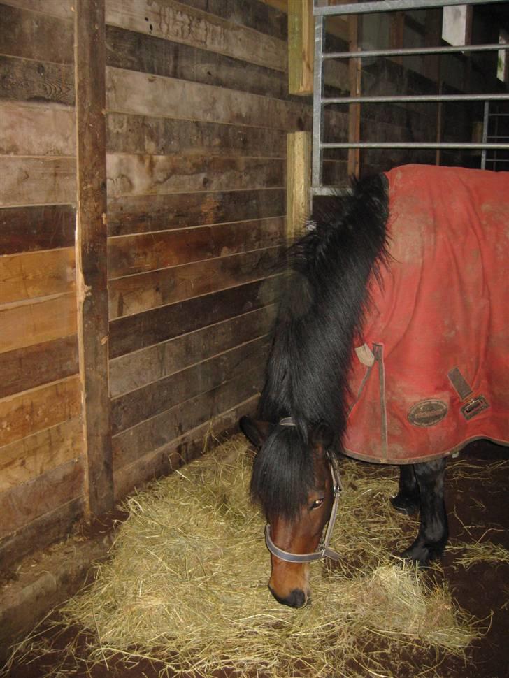 DSP Bæklunds Angeli - SOLGT billede 6