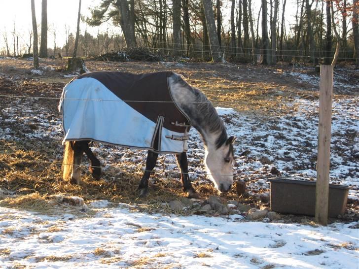 Anden særlig race Black Star - B pony<3 - <3 billede 12