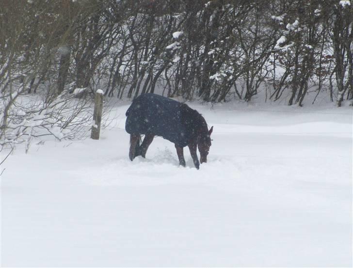 Traver - Odin Å - 16: I sneen d. 7 januar 2010 | foto: mig :). billede 16
