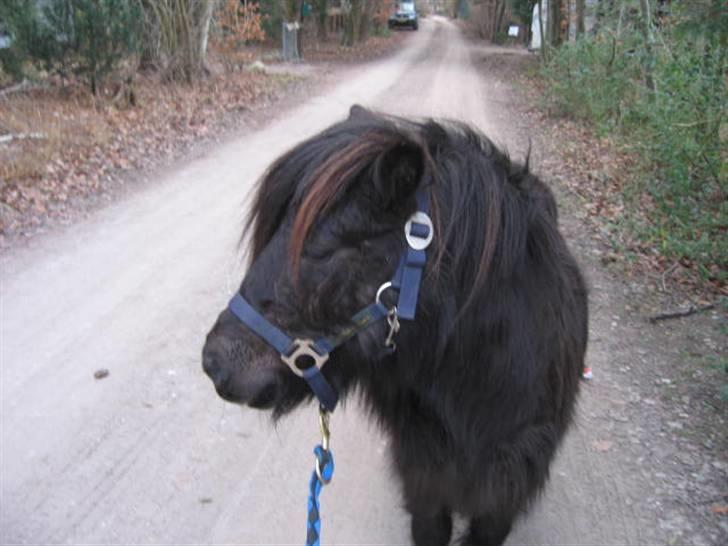 Shetlænder Bingo (gamle part) - ude og gå en tur<3 billede 16