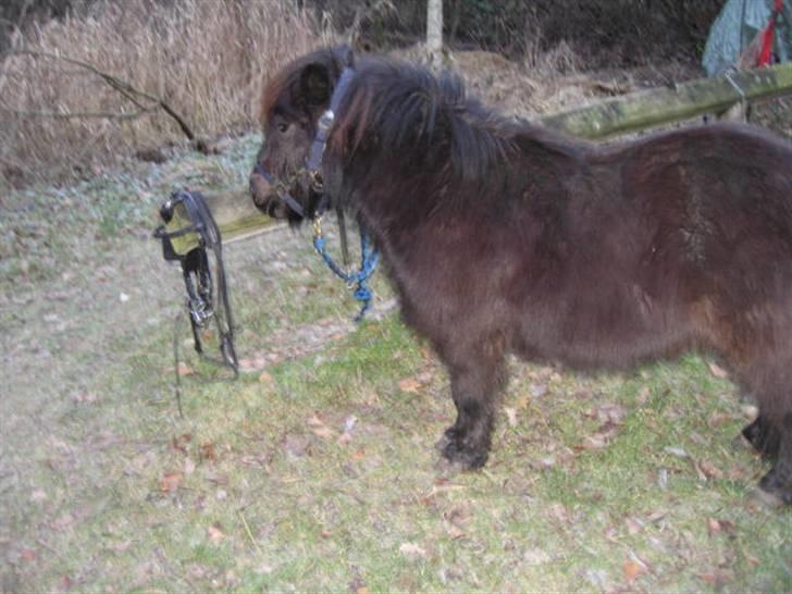 Shetlænder Bingo (gamle part) - ved at os klar til en skov tur billede 17