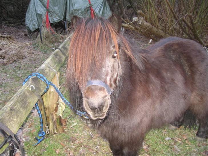 Shetlænder Bingo (gamle part) - heej mor<3 billede 18